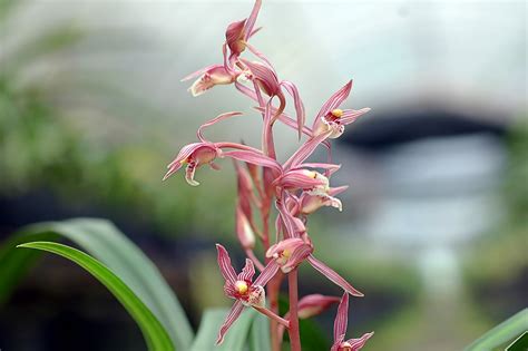 報歲蘭|蘭花的故事: Cymbidium sinense 報歲蘭